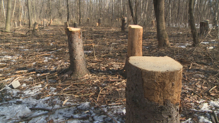 Изображение 278638