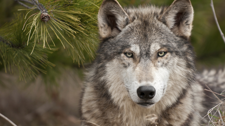Туристи оцеляха след гонитба с вълци и падане в пропаст в Стара планина