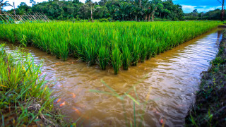 Макар първата ни аналогия с ориза да е Азия в