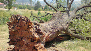 Ураган унищожи 50 дървета във Вековна церова гора