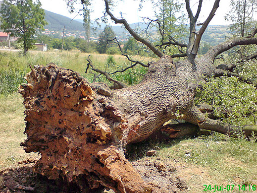 400-годишен дъб повален от сушата