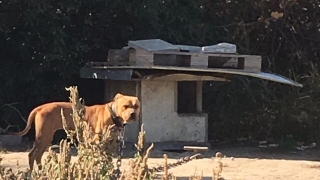 Нелегален кучкарник като концентрационен лагер разбиха край Варна