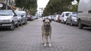 Възрастна жена е била нахапана от три домашни кучета в