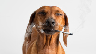 Пазарът с медицински канабис е по голям и динамичен откогато и