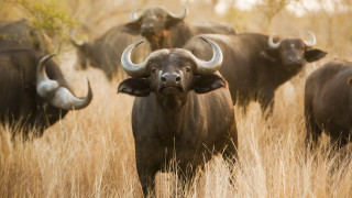 Защо точно Африка е дом на най-едрите животни на планетата