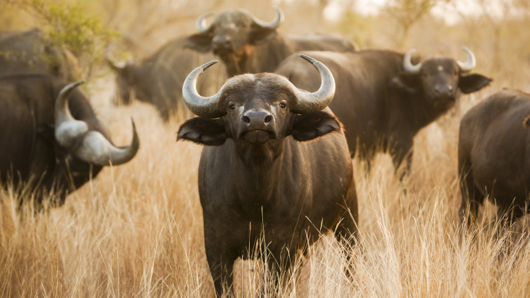 Изображение 740439