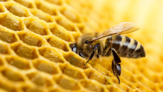 Известен хербицид вероятно убива пчелите