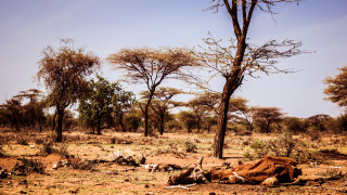 Южна Африка се бори с климатично критично положение Нивата на