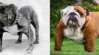 Как са се променили породите за последните 100 години? (СНИМКИ)