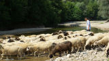 81 000 овце са ваксинирани срещу „син език” за седмица