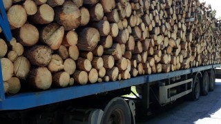 Над 6 куб.м. незаконна дървесина заловиха край Котел