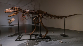 Продадоха на търг рядък скелет на динозавър за 6 милиона долара