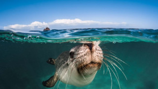 Престижният конкурс на Ocean Art Underwater Photo Competition организиран от