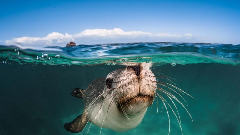 Престижният конкурс на Ocean Art Underwater Photo Competition, организиран от