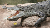Сиамски крокодил, зоопаркът в Лондон и необичайният начин да привлекат вниманието към защитения вид