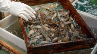 Българското дружество АКВАБУЛ М иска да изгради ферма за скариди в Пловдив става