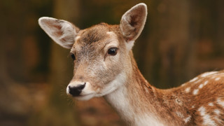 Екип от служители в Ловно рибарско дружество Огоста Монтана лесничеи