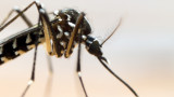  Защо комарите избират едни хора пред други 