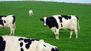 ДФ "Земеделие" отпуска кредит на млекопроизводителите