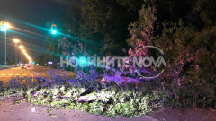 Дърво падна на „Цариградско шосе” в София