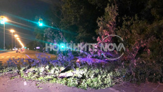 Паднало дърво блокира частично Цариградско шосе тази вечер Зрители на
