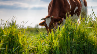 Излязло на пътя стадо крави предизвика катастрофа край Гурково съобщава