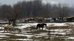Възстановяват популацията от диви коне в руските степи