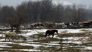 Районната прокуратура в Кюстендил разследва случая с изоставено стадо коне