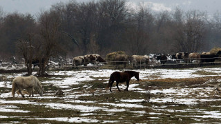 Случаят с бедстващите коне не е единствен