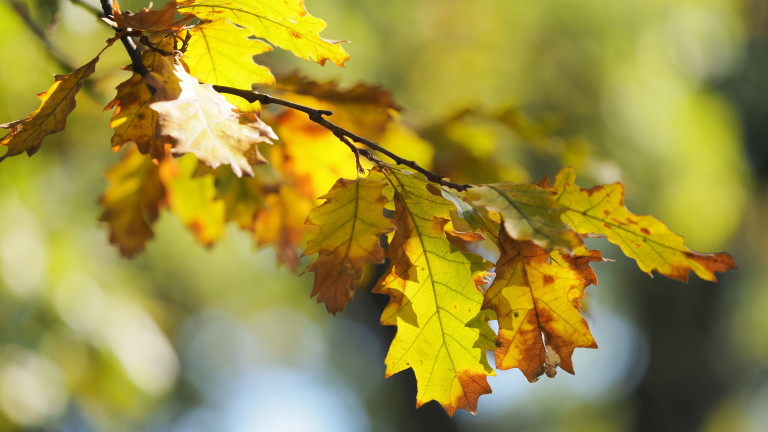 Предимно слънчево