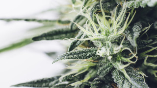 Мичиган и Северна Дакота гласуват за легализиране на марихуаната за развлечение