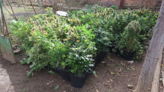 При акция на полицията бе разбита оранжерия за марихуана край