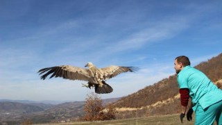 Пуснаха на свобода двата бели лешояда, отгледани в Зоопарк Стара Загора 