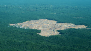 500 000 кв. км гори унищожени за десетилетие от големите хранителни компании