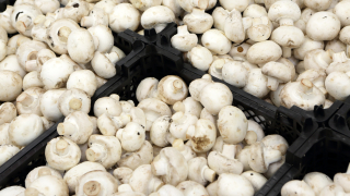 Франция открила следи от радиоактивен цезий в гъби внесени от