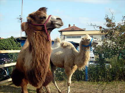 Семейство камили дефилираха в Костинброд