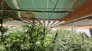 Разбиха наркооранжерии във Варна съобщават от полицията Криминалистите предприели действия след