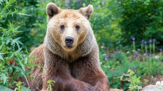 Министерството на земеделието разреши отстрела на проблемната кафява мечка в