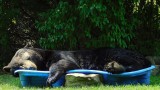 Реджина Келър от Вирджиния и огромната черна мечка, която се къпе в детски басейн