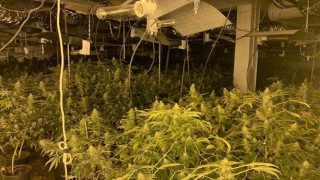 Откриха високотехнологична оранжерия за марихуана в гр. Бяла