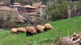  Пребиха овчар в Новозагорско 
