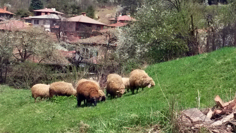 Вълци нападат стада в района на село Боровица