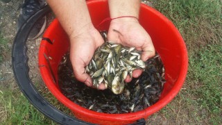 Пуснаха 1 милион малки шарани в язовир "Малко Шарково"