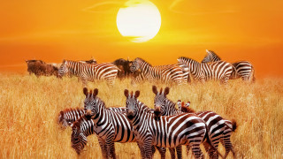 Хората в целия свят се справят с последиците от изолацията