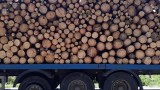 Побой над общински служител в Разлог при проверка за незаконна дървесина