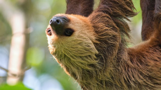 Въпреки че са известни с това че са изключително бавни