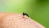 В Европа се увеличава риска от пренасяни от комари тропически болести