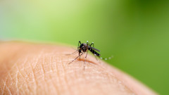 Тигровият комар се е установил трайно в България