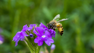 Ако пчелите изчезнат от лицето на Земята на човека ще