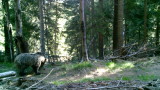 На мечка с мече се радват еколози в Западните Родопи